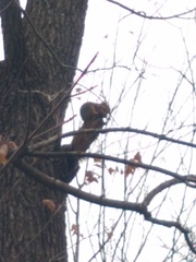 Sciurus niger