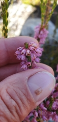 Erica chlamydiflora
