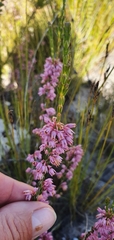 Erica chlamydiflora