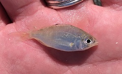 Eucinostomus argenteus