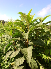 Aegiphila integrifolia