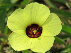 Pavonia cancellata