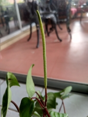 Peperomia argyreia