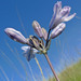 Triteleia grandiflora - Photo (c) Thayne Tuason, algunos derechos reservados (CC BY-NC)