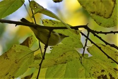 Phylloscopus humei