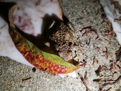 Bufo spinosus