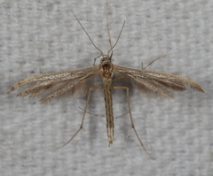 Lioptilodes albistriolatus