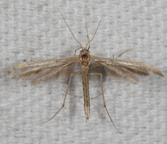 Lioptilodes albistriolatus