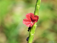 Stachytarpheta sessilis
