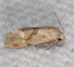 Platphalonidia magdalenae