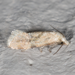 Platphalonidia magdalenae