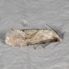 Platphalonidia magdalenae
