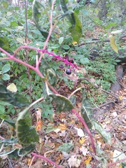 Phytolacca americana