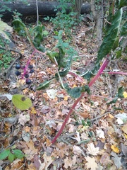 Phytolacca americana