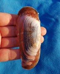 Solecurtus strigilatus