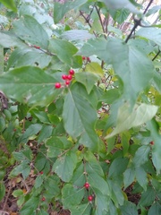 Lonicera maackii