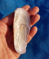 Solecurtus strigilatus