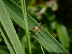 Oxyopes salticus
