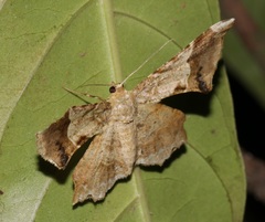 Krananda oliveomarginata