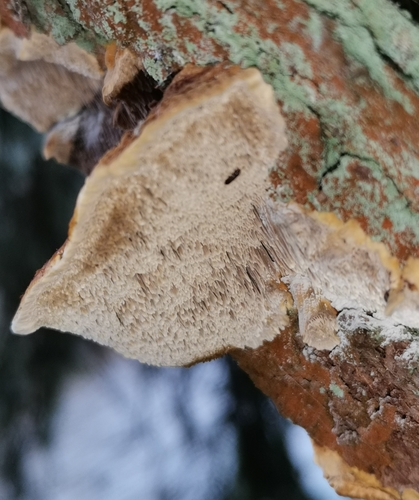 Spindulinis Skylenis nuotrauka