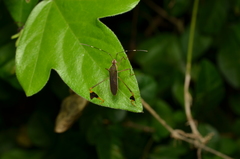 Anisoscelis marginellus