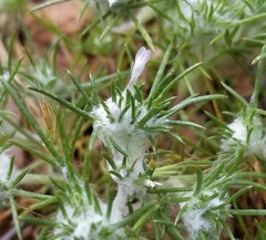 Eriastrum abramsii