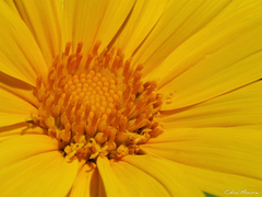 Tithonia diversifolia