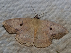 Hypopyra contractipennis