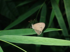 Hermeuptychia canthe