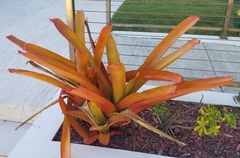 Aechmea blanchetiana