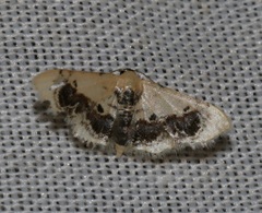 Idaea macrospila