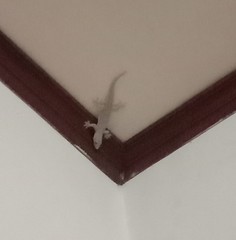 Hemidactylus platyurus
