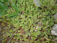 Selaginella sechellarum