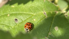 Harmonia axyridis