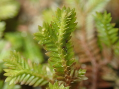 Selaginella sechellarum