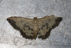 Idaea phaeocrossa