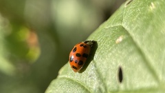 Harmonia axyridis