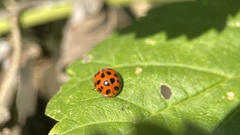 Harmonia axyridis