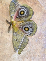 Gonimbrasia conradsi