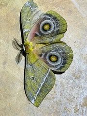 Gonimbrasia conradsi