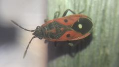 Melanocoryphus tristrami