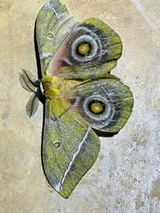 Gonimbrasia conradsi
