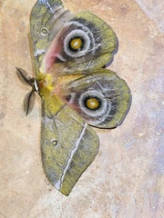 Gonimbrasia conradsi
