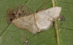 Idaea ptyonopoda