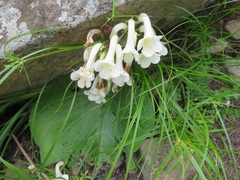Streptocarpus vandeleurii