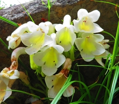 Streptocarpus vandeleurii