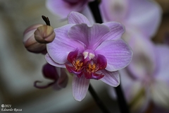 Phalaenopsis