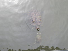 Trachemys scripta elegans