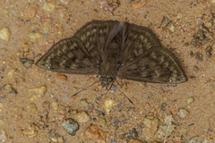 Nisoniades brazia