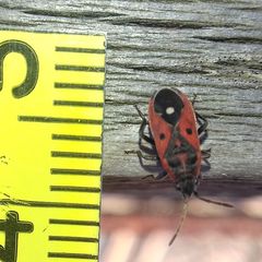 Melanocoryphus tristrami